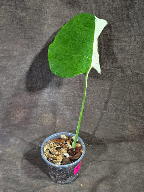 Variegated Monstera Albo - Half Moon Leaf (Aug-25-43)