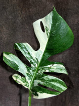 Variegated Monstera Albo - White Albo Borsigiana (Aug-25-39)
