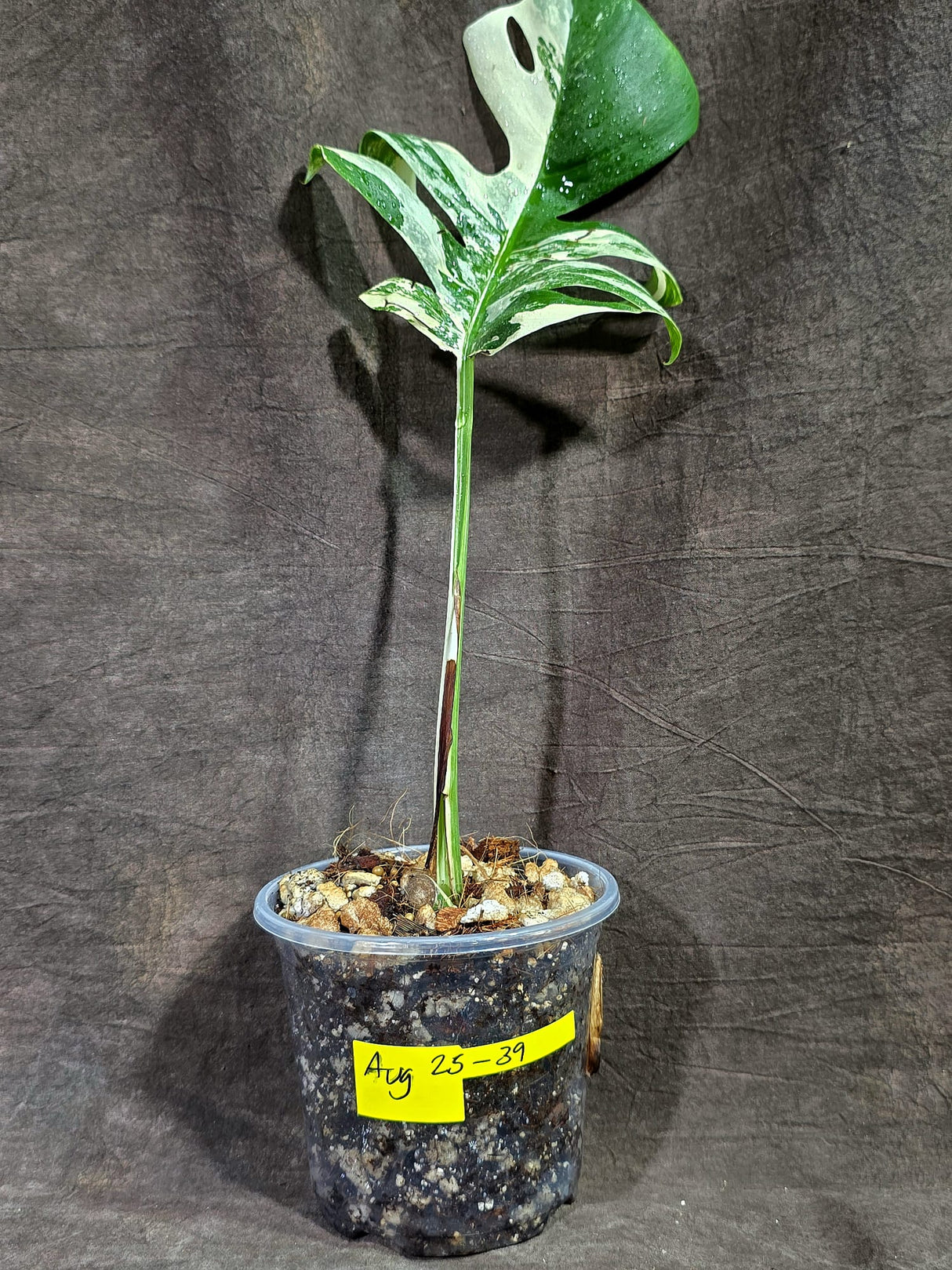 Variegated Monstera Albo - White Albo Borsigiana (Aug-25-39)