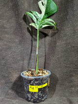 Variegated Monstera Albo - White Albo Borsigiana (Aug-25-39)