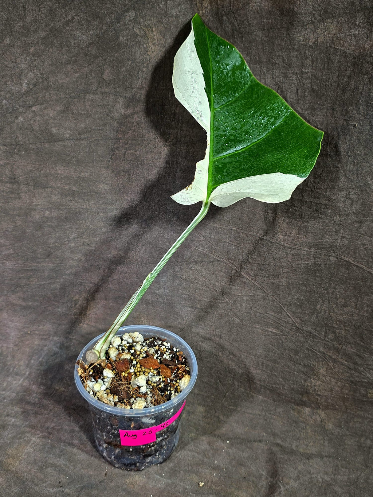 Variegated Monstera Albo - White Albo Borsigiana (Aug-25-40)