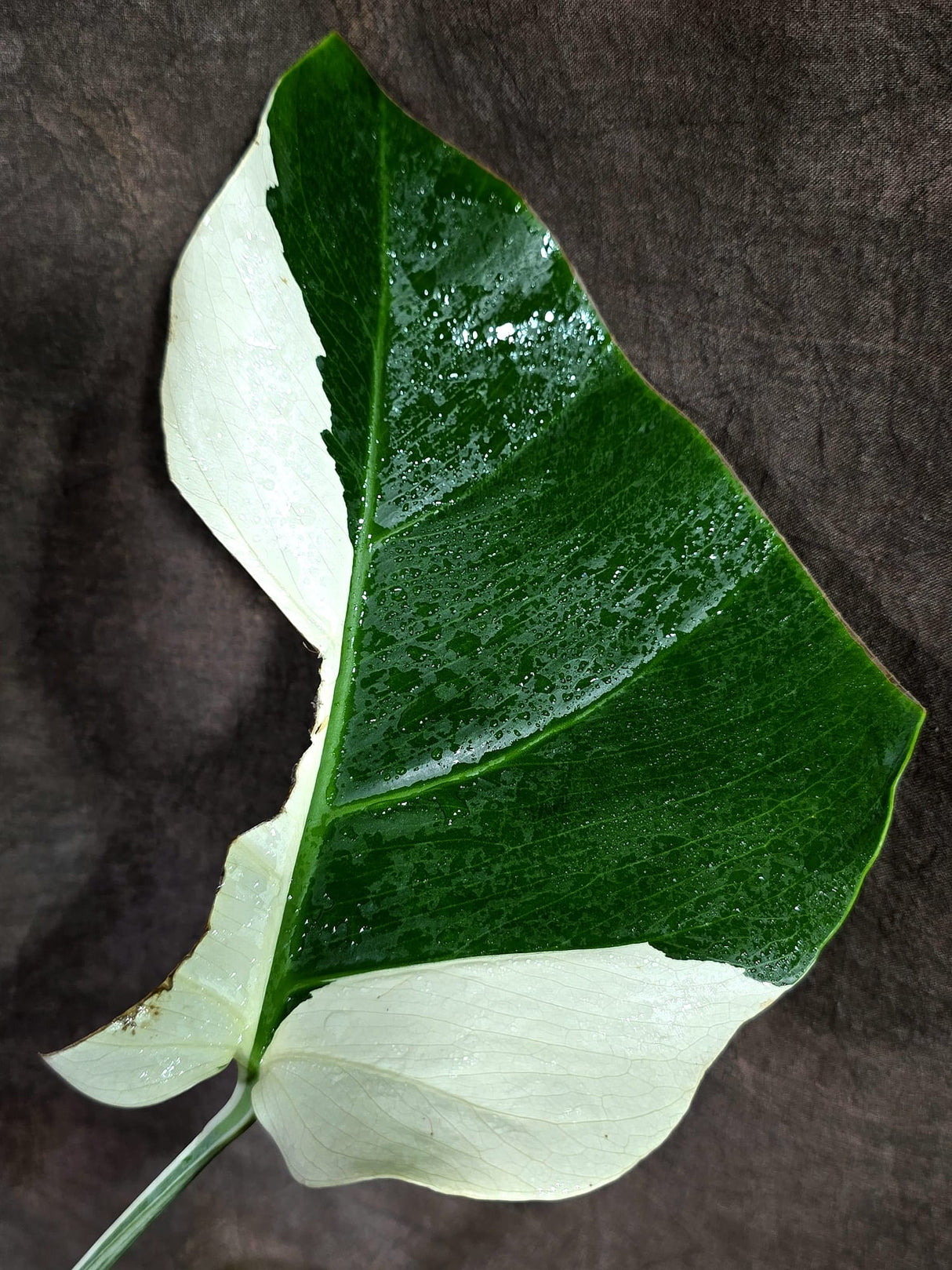 Variegated Monstera Albo - White Albo Borsigiana (Aug-25-40)