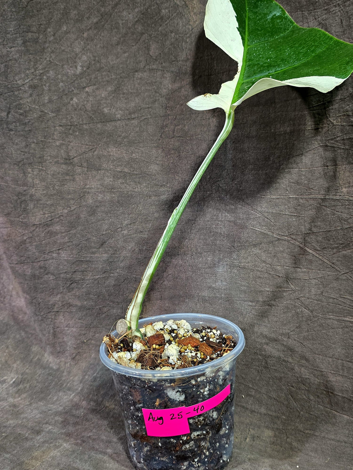 Variegated Monstera Albo - White Albo Borsigiana (Aug-25-40)