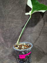 Variegated Monstera Albo - White Albo Borsigiana (Aug-25-40)