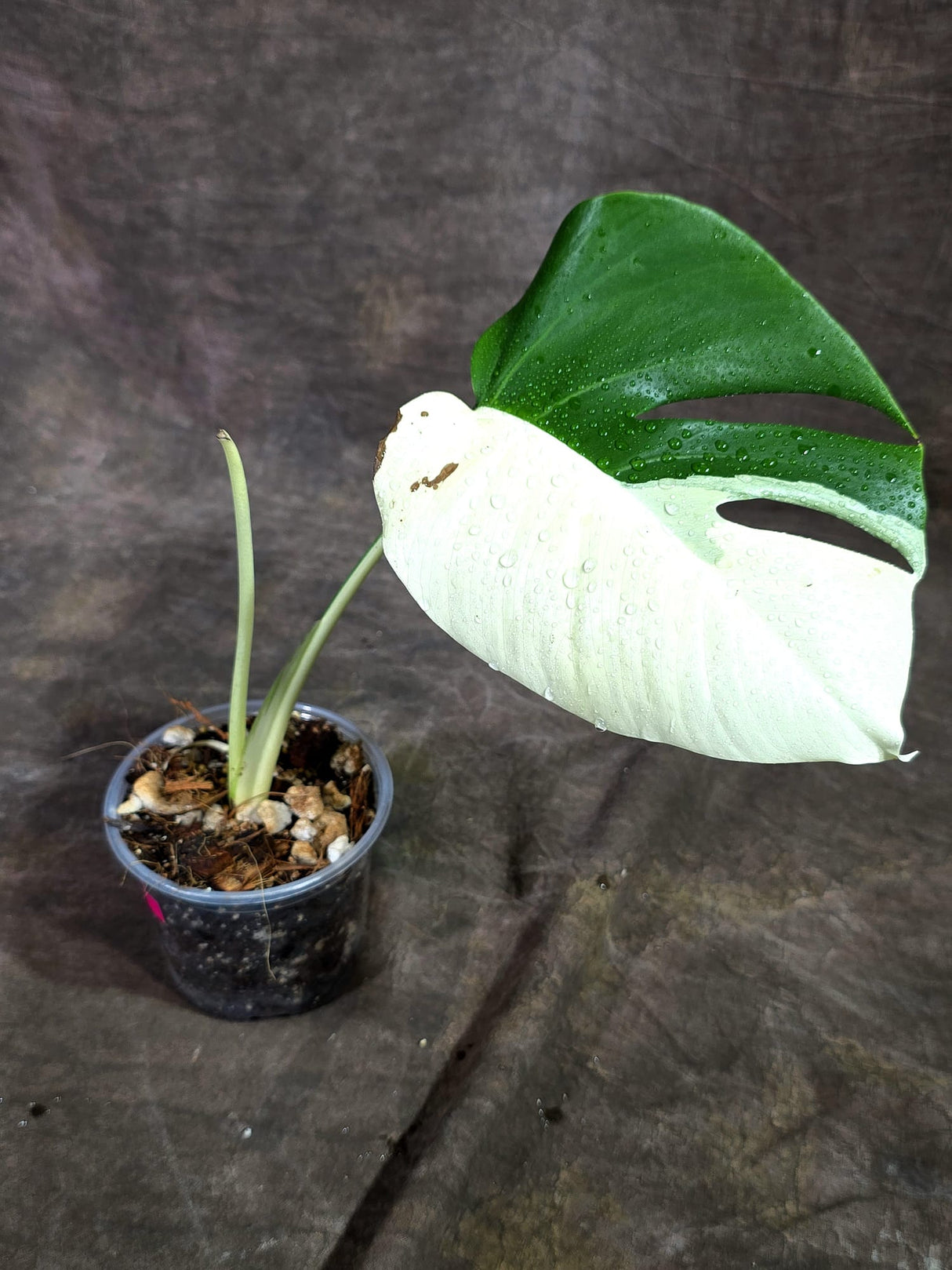 Variegated Monstera Albo - Half-Moon Leaf (Aug-25-41)