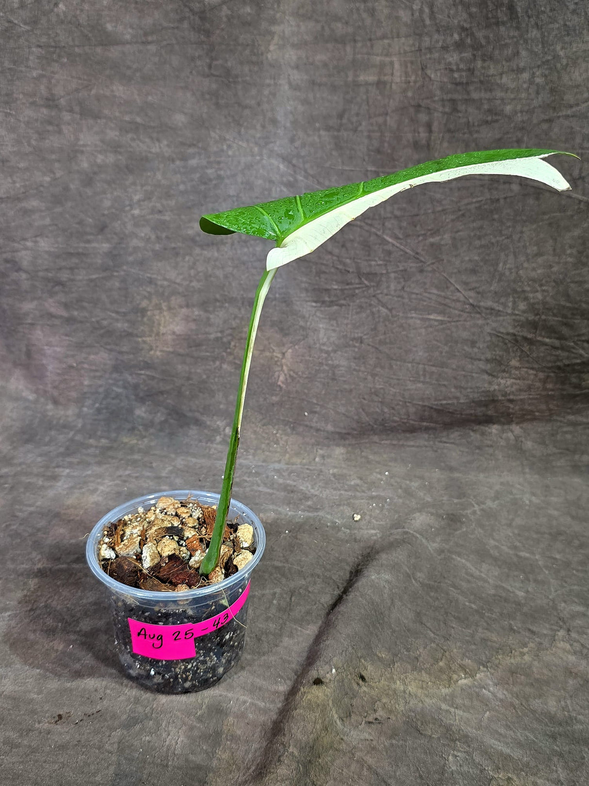 Variegated Monstera Albo - Half Moon Leaf (Aug-25-43)