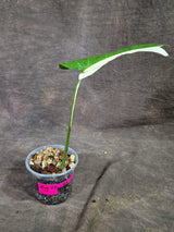 Variegated Monstera Albo - Half Moon Leaf (Aug-25-43)