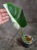 Variegated Monstera Albo - Half-Moon Leaf (Aug-25-44)