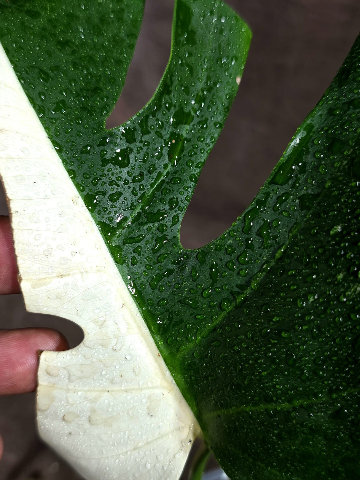 Variegated Monstera Albo - Half-Moon Leaf (Aug-25-44)