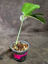 Variegated Monstera Albo - Half-Moon Leaf (Aug-25-44)