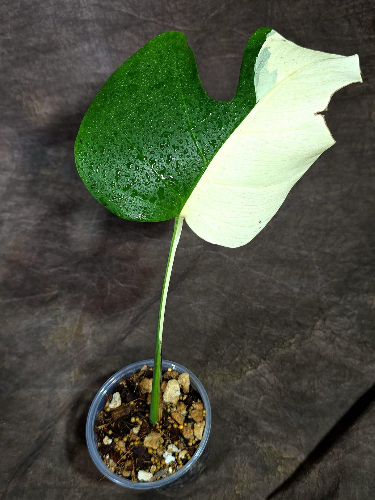 Variegated Monstera Albo - Half Moon Leaf (Aug-25-45)