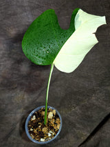 Variegated Monstera Albo - Half Moon Leaf (Aug-25-45)