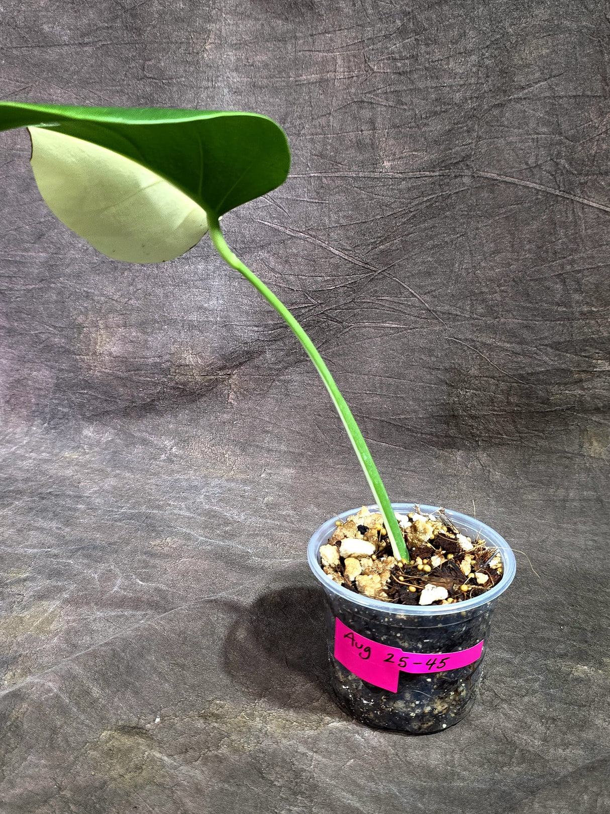 Variegated Monstera Albo - Half Moon Leaf (Aug-25-45)