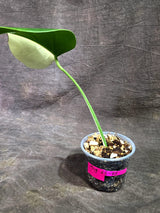 Variegated Monstera Albo - Half Moon Leaf (Aug-25-45)