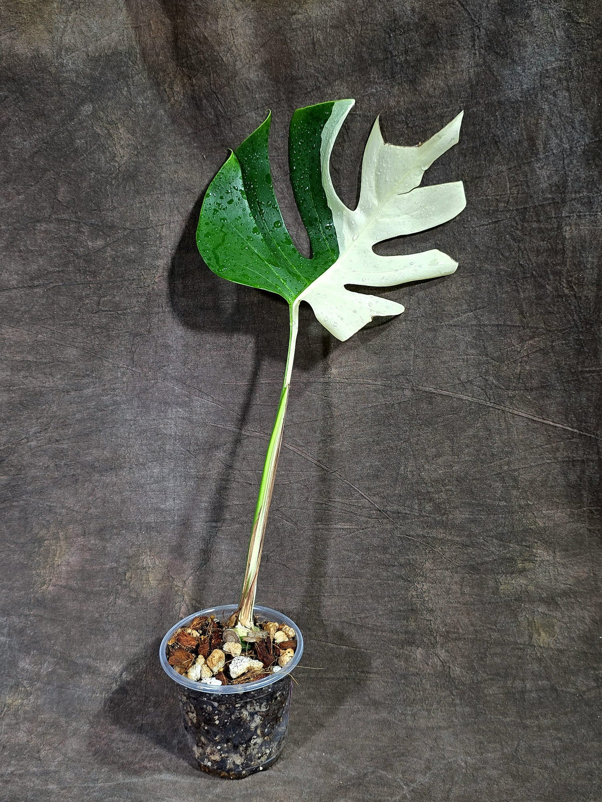 Variegated Monstera Albo - Half-Moon Leaf (Aug-25-46)