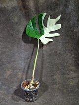 Variegated Monstera Albo - Half-Moon Leaf (Aug-25-46)