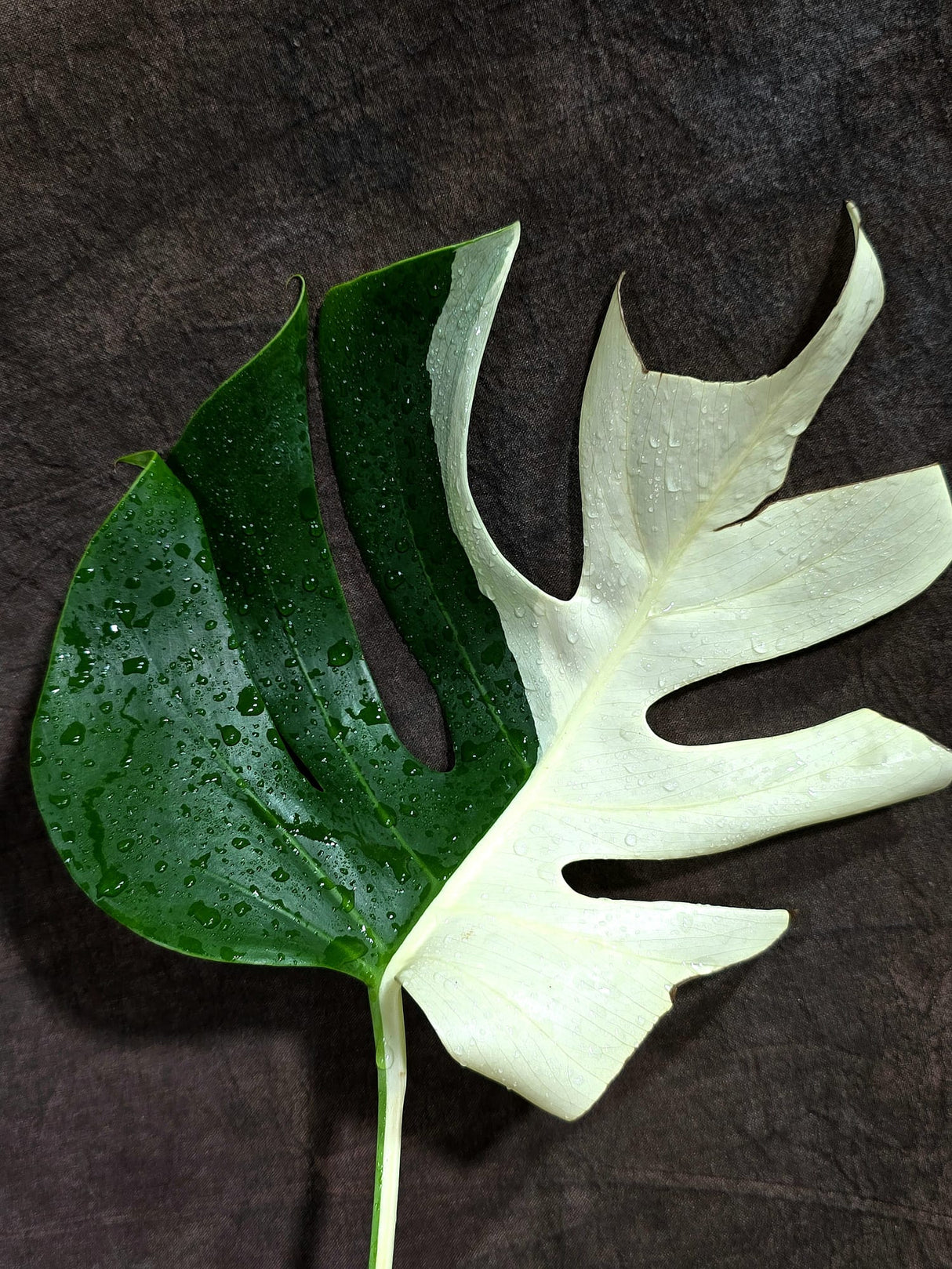 Variegated Monstera Albo - Half-Moon Leaf (Aug-25-46)