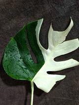 Variegated Monstera Albo - Half-Moon Leaf (Aug-25-46)