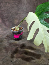 Variegated Monstera Albo - Half-Moon Leaf (Aug-25-46)