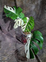Variegated Monstera Albo - White Albo Borsigiana (Aug-25-47)