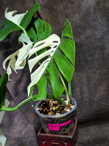 Variegated Monstera Albo - White Albo Borsigiana (Aug-25-47)