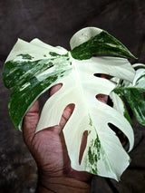 Variegated Monstera Albo - White Albo Borsigiana (Aug-25-48)