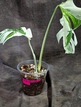 Variegated Monstera Albo - White Albo Borsigiana (Aug-25-48)