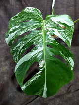 Variegated Monstera Albo - White Albo Borsigiana (Aug-25-49)