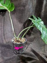 Variegated Monstera Albo - White Albo Borsigiana (Aug-25-49)