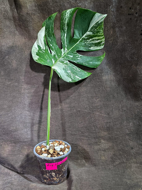 Variegated Monstera Albo - White Albo Borsigiana (Aug-25-50)