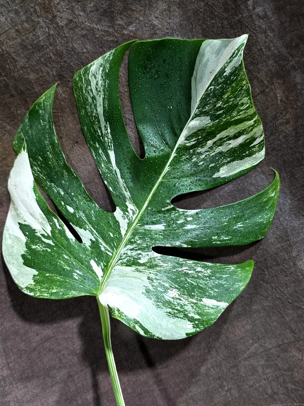 Variegated Monstera Albo - White Albo Borsigiana (Aug-25-50)