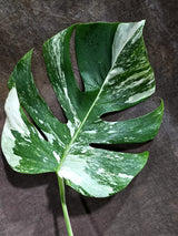 Variegated Monstera Albo - White Albo Borsigiana (Aug-25-50)