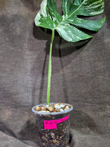 Variegated Monstera Albo - White Albo Borsigiana (Aug-25-50)