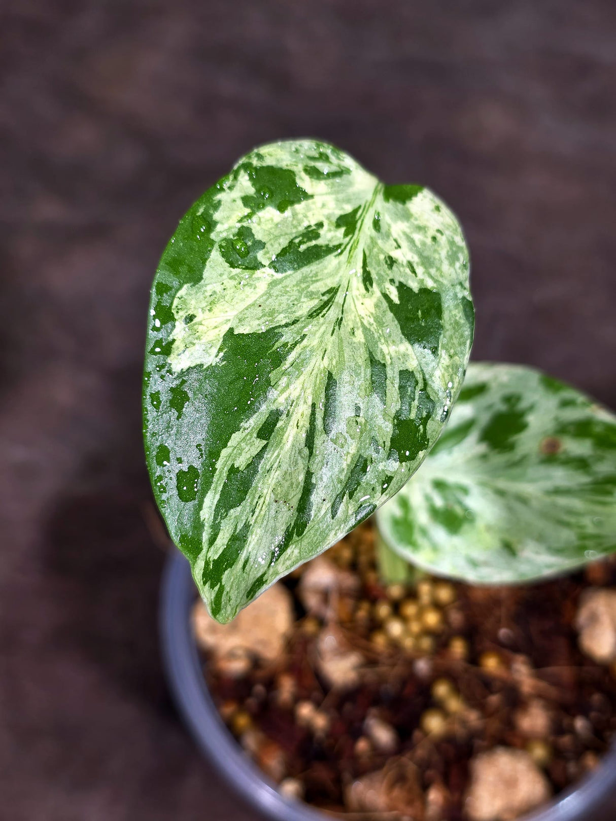 Monstera “Bulbasaur” Variegated - Exact Plant - (Aug-25-1)
