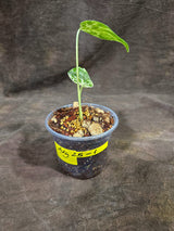 Monstera “Bulbasaur” Variegated - Exact Plant - (Aug-25-1)