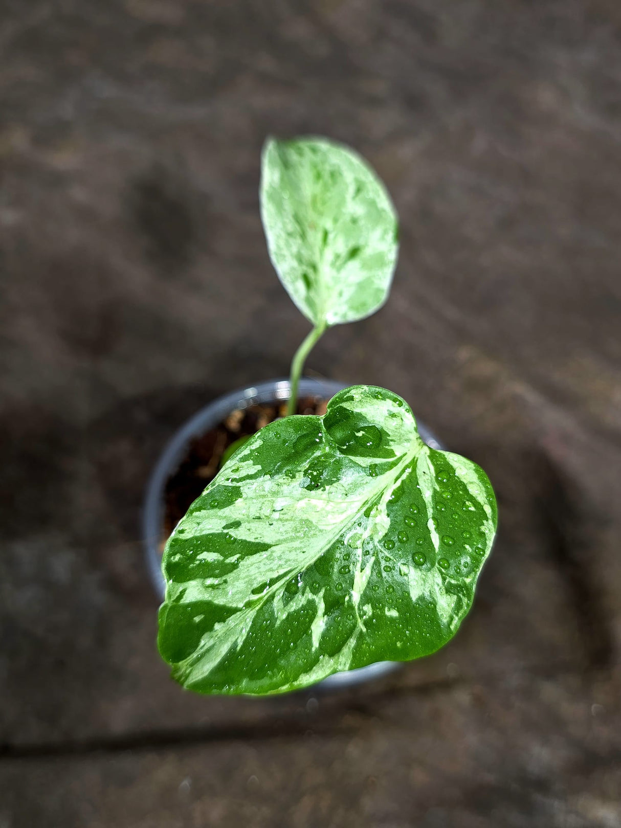 Monstera “Bulbasaur” Variegated - Exact Plant - (Aug-25-12)