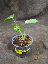 Monstera “Bulbasaur” Variegated - Exact Plant - (Aug-25-12)