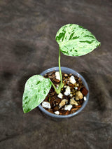 Monstera “Bulbasaur” Variegated - Exact Plant - (Aug-25-13)