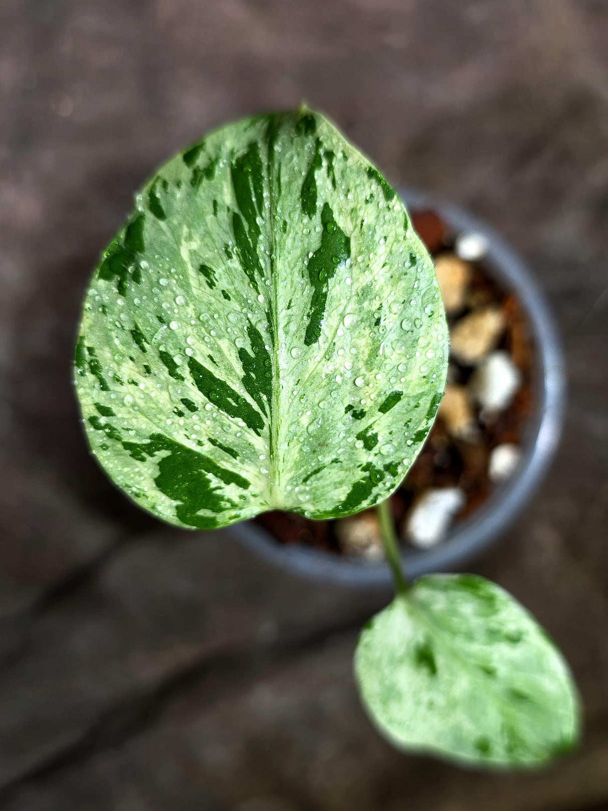 Monstera “Bulbasaur” Variegated - Exact Plant - (Aug-25-13)