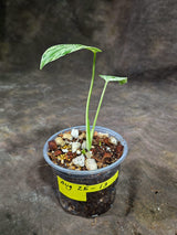 Monstera “Bulbasaur” Variegated - Exact Plant - (Aug-25-13)