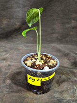 Monstera “Bulbasaur” Variegated - Exact Plant - (Aug-25-2)
