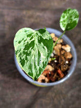 Monstera “Bulbasaur” Variegated - Exact Plant - (Aug-25-3)