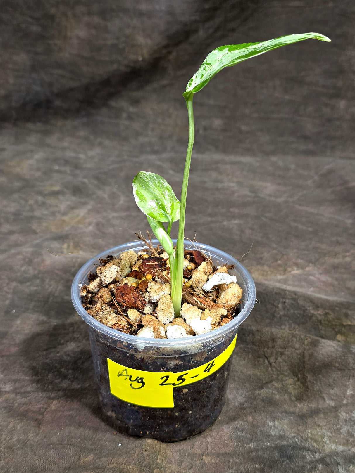 Monstera “Bulbasaur” Variegated - Exact Plant - (Aug-25-4)