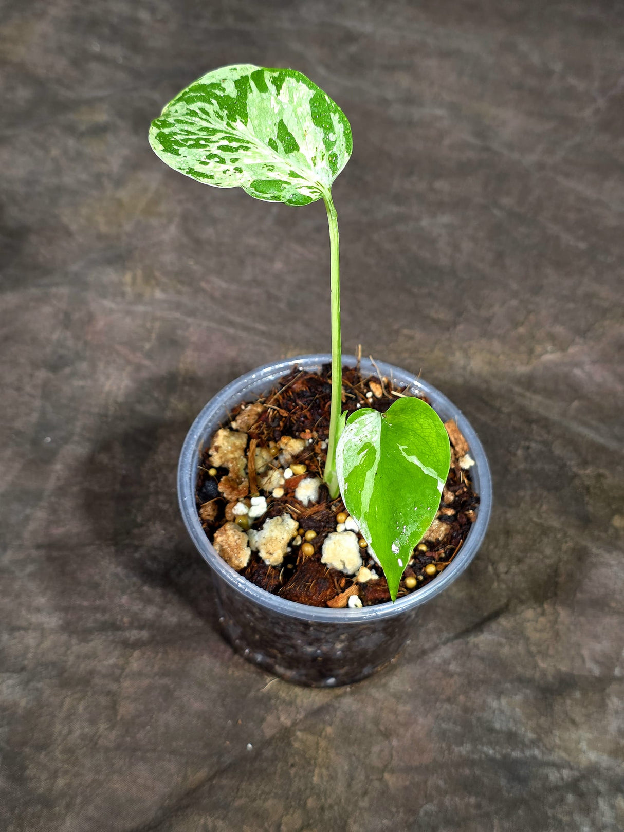 Monstera “Bulbasaur” Variegated - Exact Plant - (Aug-25-5)