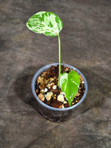 Monstera “Bulbasaur” Variegated - Exact Plant - (Aug-25-5)