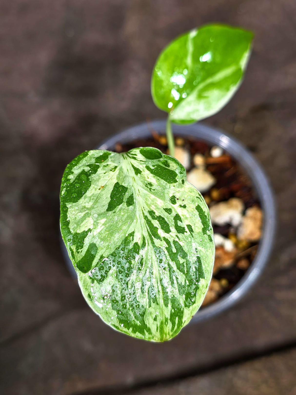 Monstera “Bulbasaur” Variegated - Exact Plant - (Aug-25-5)