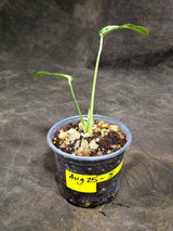 Monstera “Bulbasaur” Variegated - Exact Plant - (Aug-25-5)