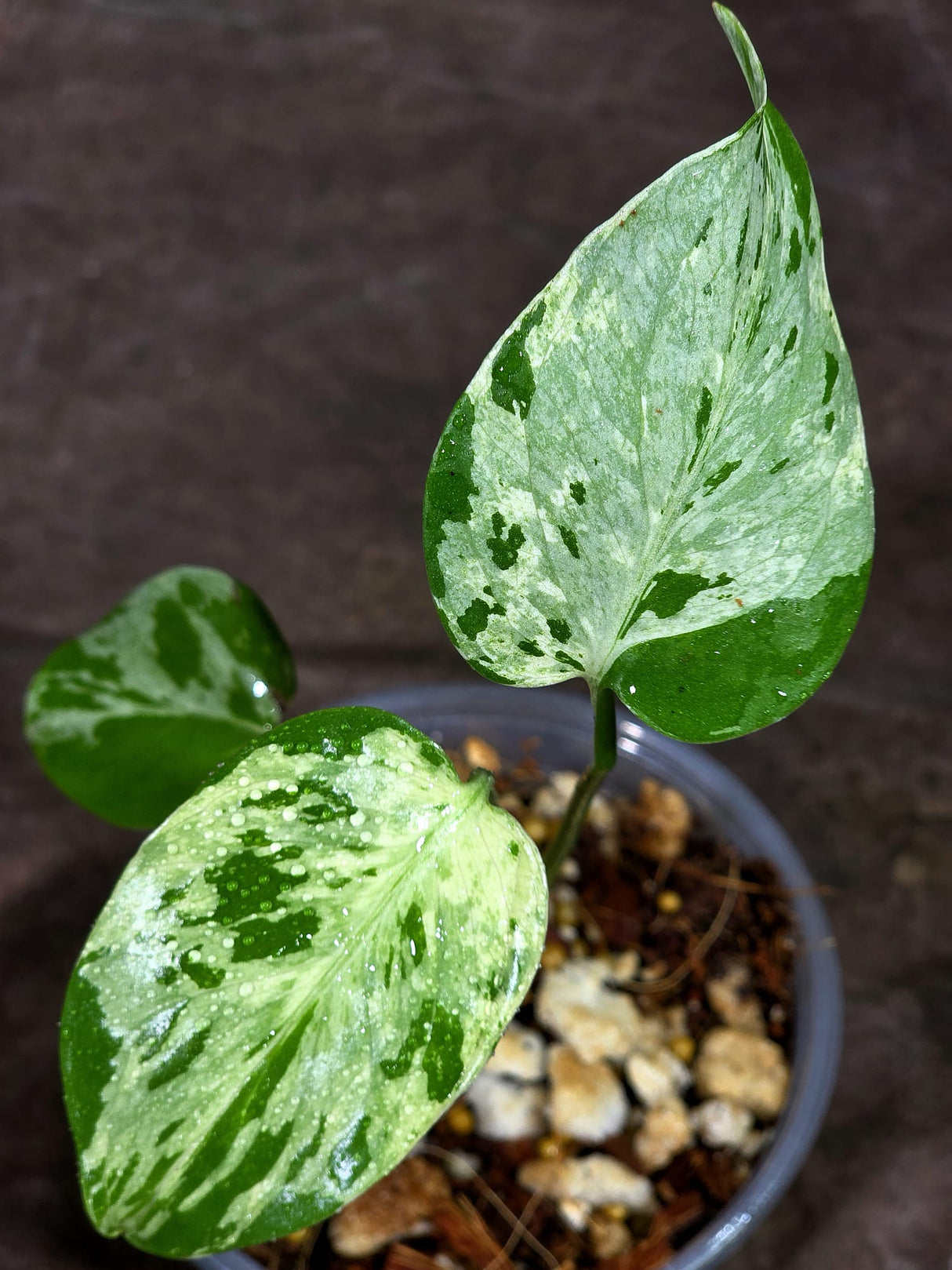 Monstera “Bulbasaur” Variegated - Exact Plant - (Aug-25-6)
