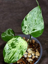 Monstera “Bulbasaur” Variegated - Exact Plant - (Aug-25-6)