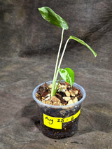 Monstera “Bulbasaur” Variegated - Exact Plant - (Aug-25-6)